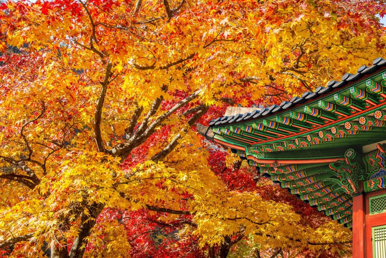 🇰🇷 Корея | Осень в Корее — особенно красивый сезон.