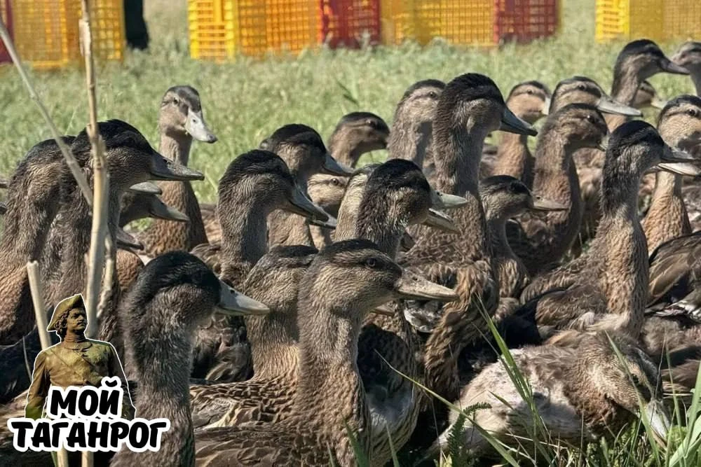 На Весёловском водохранилище выпустили более 1,4 тысячи уток-крякв. Чтобы птицы быстрее...