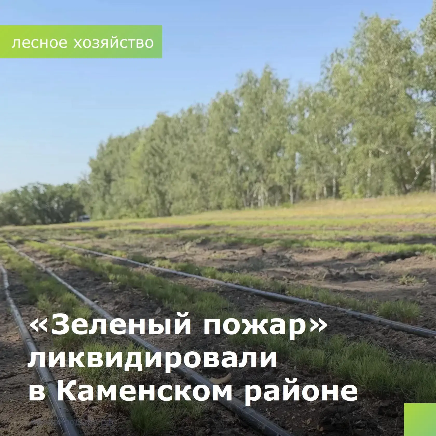 В Каменском районе прошла «Ликвидация зеленого пожара» – экоакция по прополке лесных насаждений. Мер