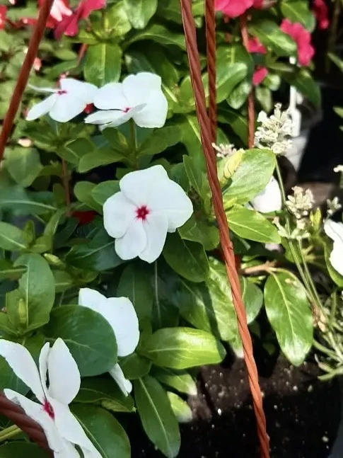 КАТАРАНТУС - обильное цветение!🌸