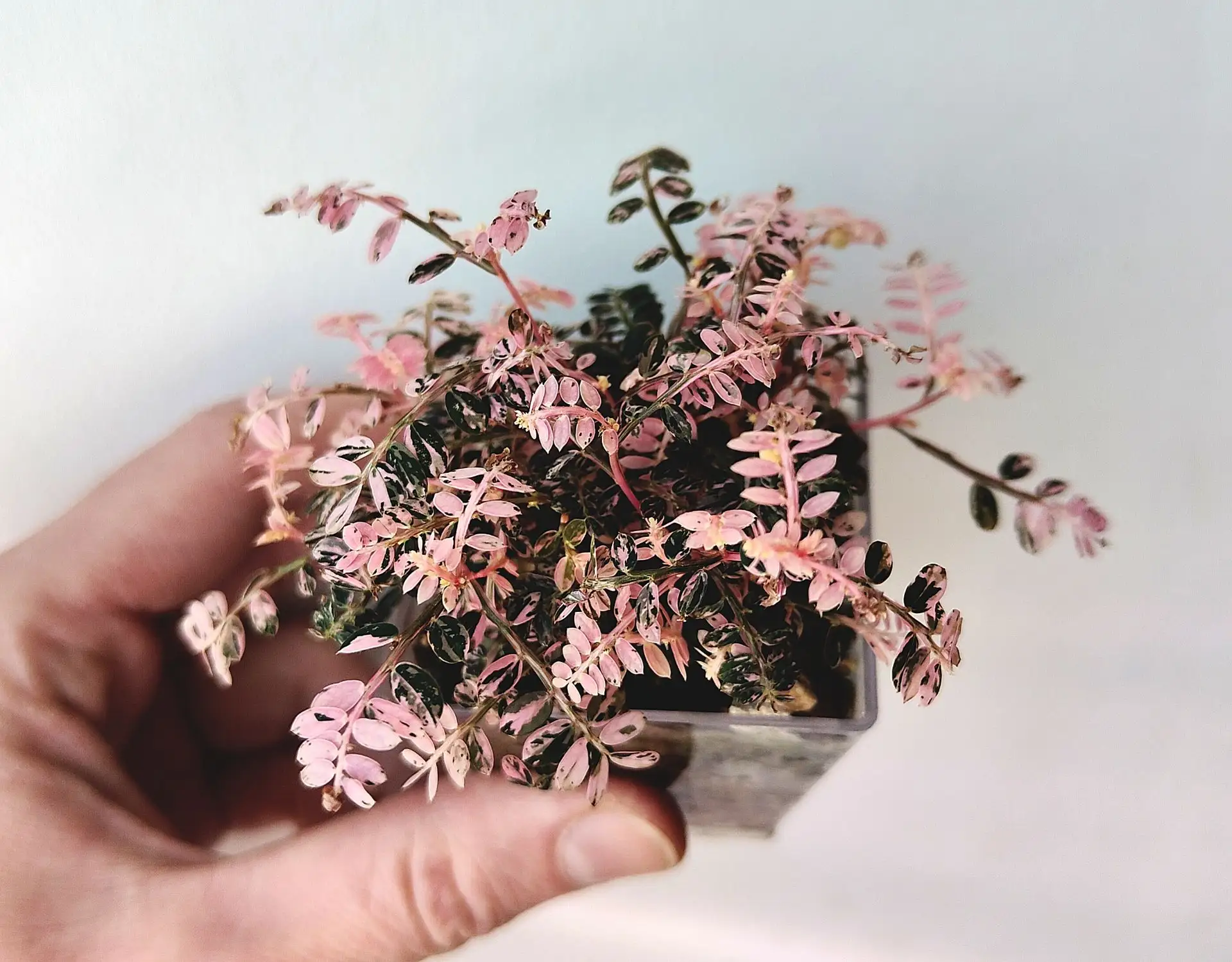 Филлантус Urinaria pink (уринария Пинк)