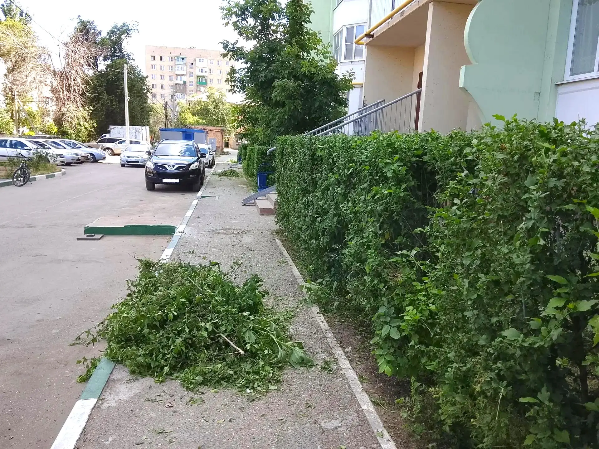 К новости «🌿 Живая изгородь: ровные линии вашего двора»