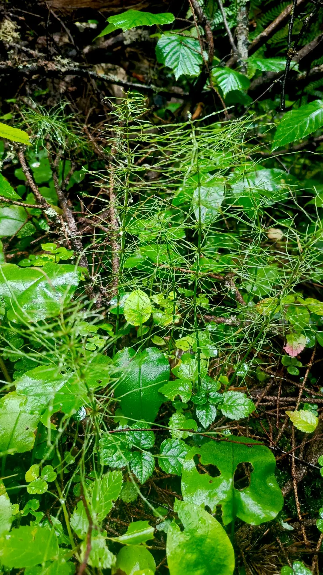 🌲🌳🌧️ Летние леса в дождливую погоду особенно восторгают зеленью, мозайкой самобытных живых запахо