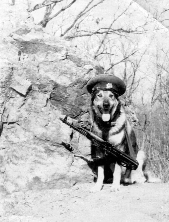 Пограничные собаки — настоящие боевые товарищи, которые вместе с пограничниками несут с...