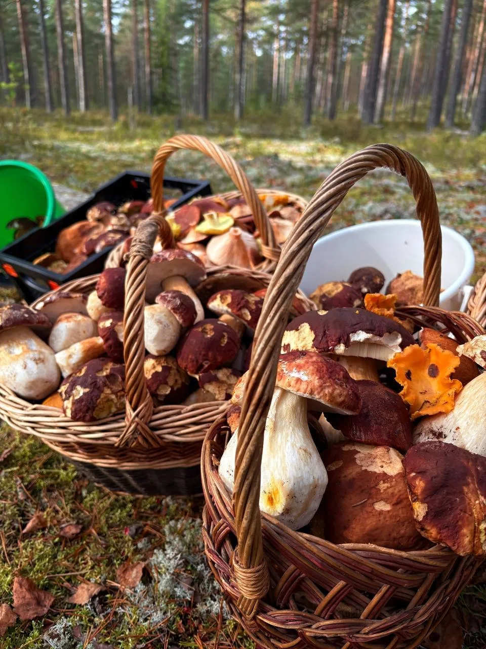 Ленобласть радует грибников боровиками 🍄