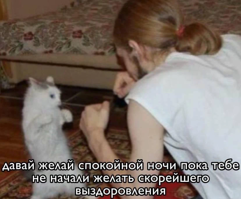 Изображение 1 к публикации «мемы про котов»