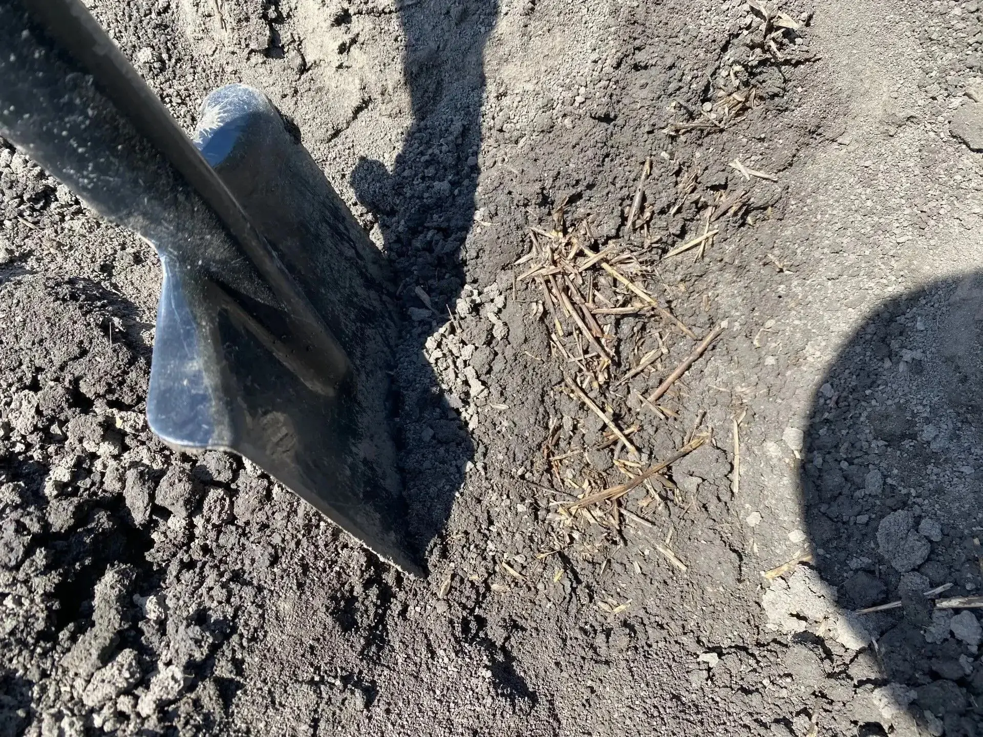 🚜 Сахарная свёкла будущего сезона: как правильно подготовить поле после озимых колосов...