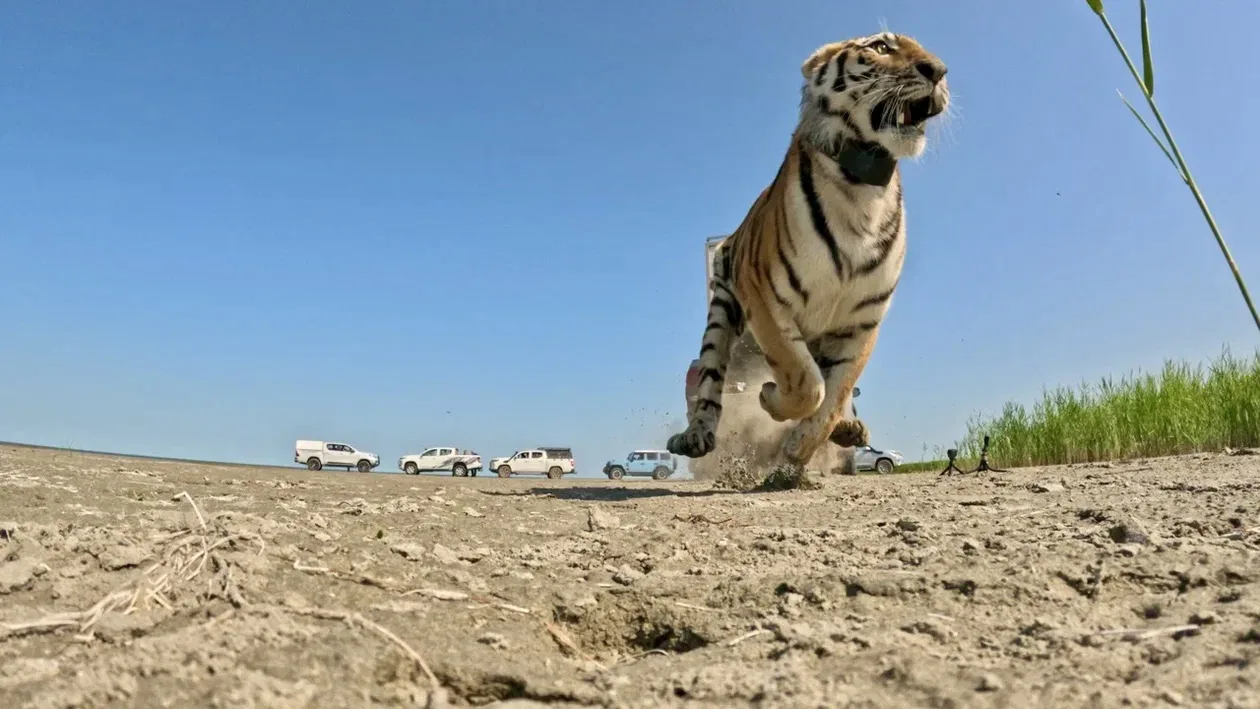 🐅 Переданный в Республику Казахстан амурский тигр выпущен в дикую природу