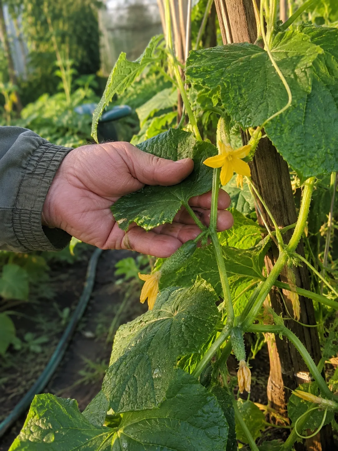 🥒 Чем подкормить огурцы для первых завязей?