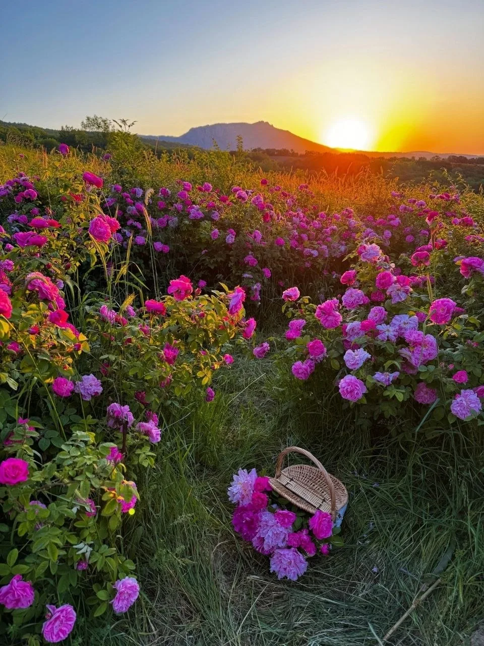 🌹 Розовые поля на рассвете

📸 Елена Сярова
➡️ На Крымской волне – подписаться