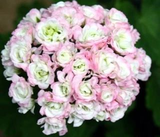 Пеларгония Эйприл Сноу: белоснежные розочки с розовым румянцем 🌸