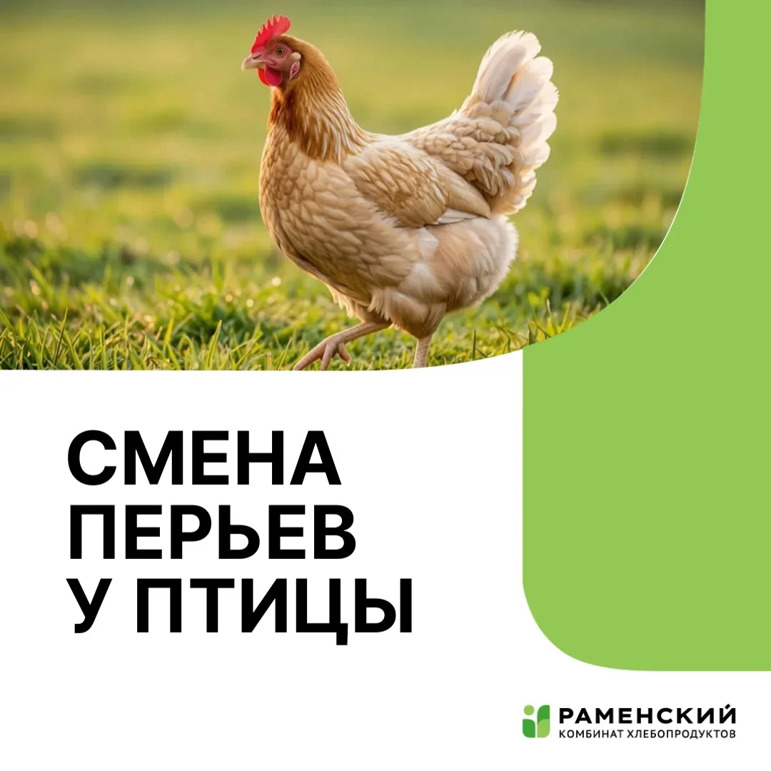 Линька у кур. Что нужно знать об этом процессе?

Перья со временем теряют свои свойства, поэтому их 