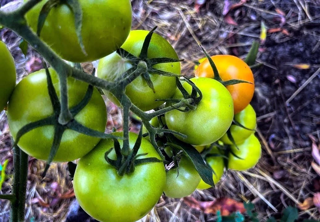 🍅 Почему томаты вдруг перестали краснеть? Многие думают, что это болезнь, но причина часто совсем в