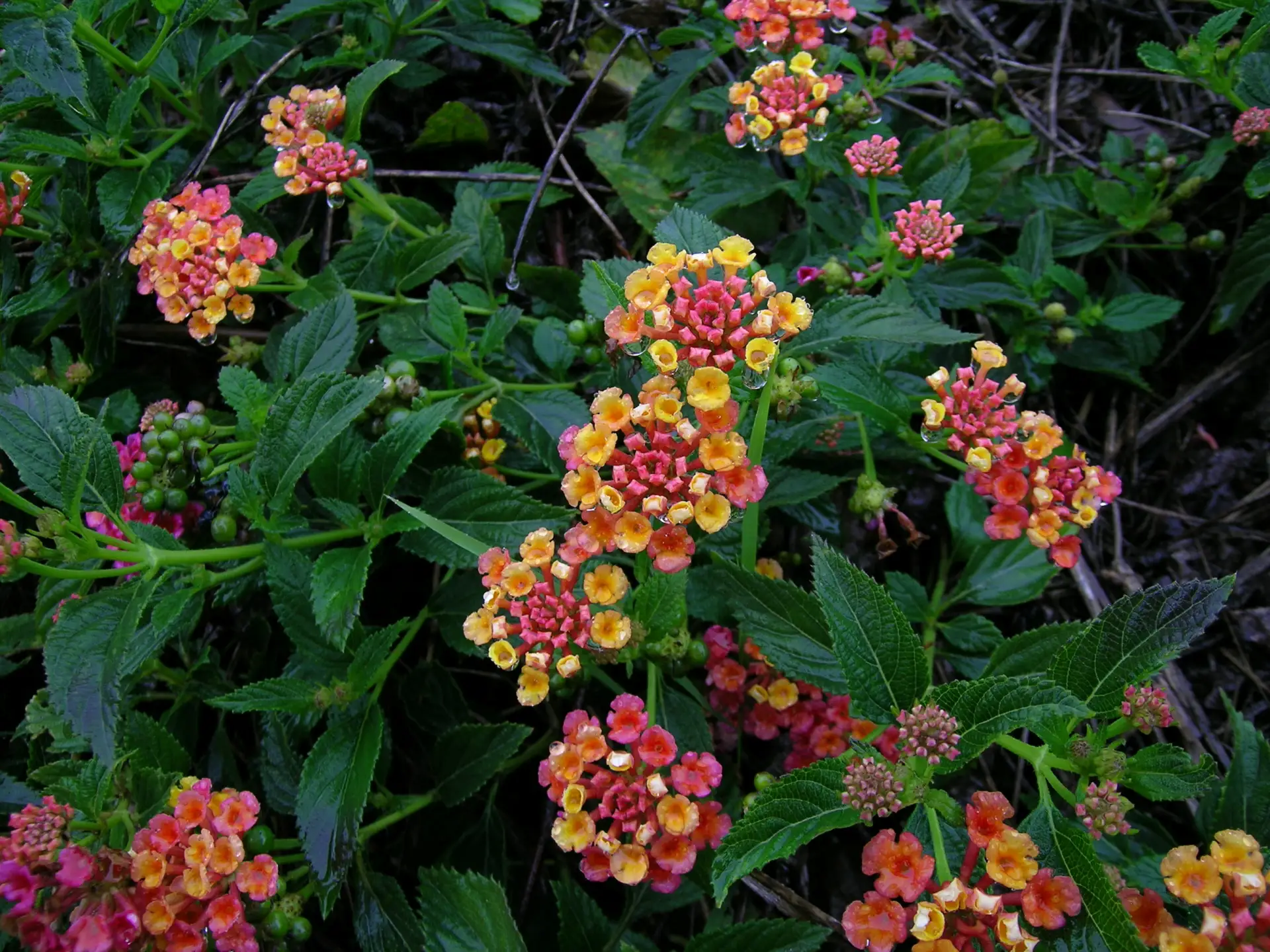 #ЗелёныйДом
Сегодня 10.06.2026, срд.
Лантана шиповатая (Lantana camara)
Семейство Вербеновые (Verben