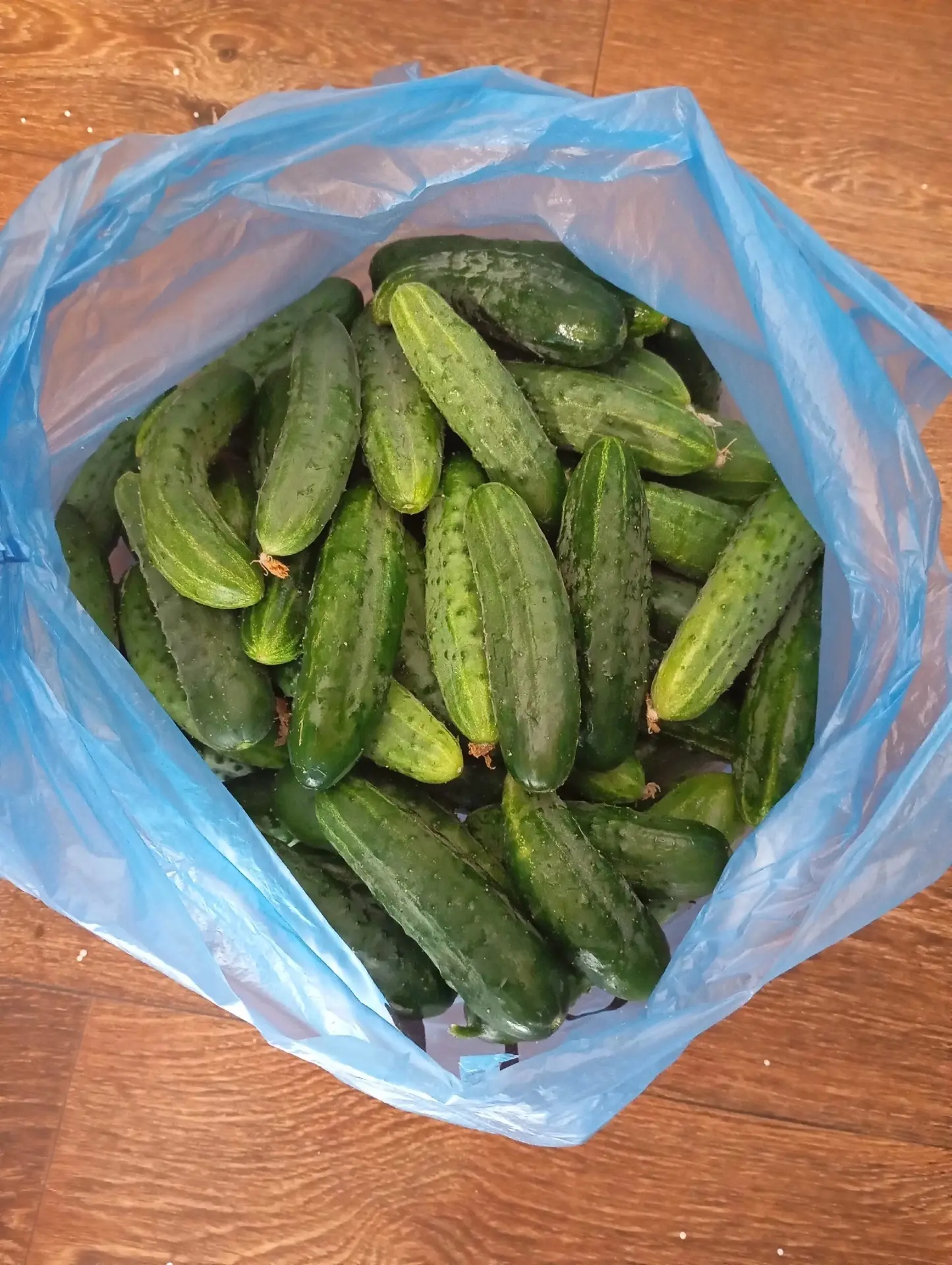 Продам домашний огурец! Цена 150₽. Ленинский район, недалеко от Соловков. В наличии 6 кг. Донецк. +7