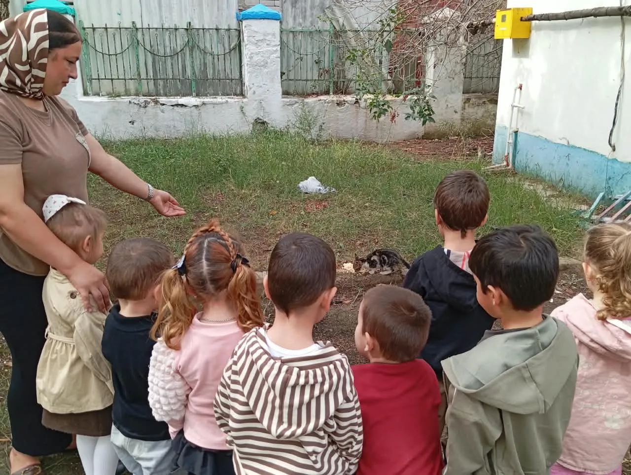 Наблюдения за кошкой на прогулке в средней группе.