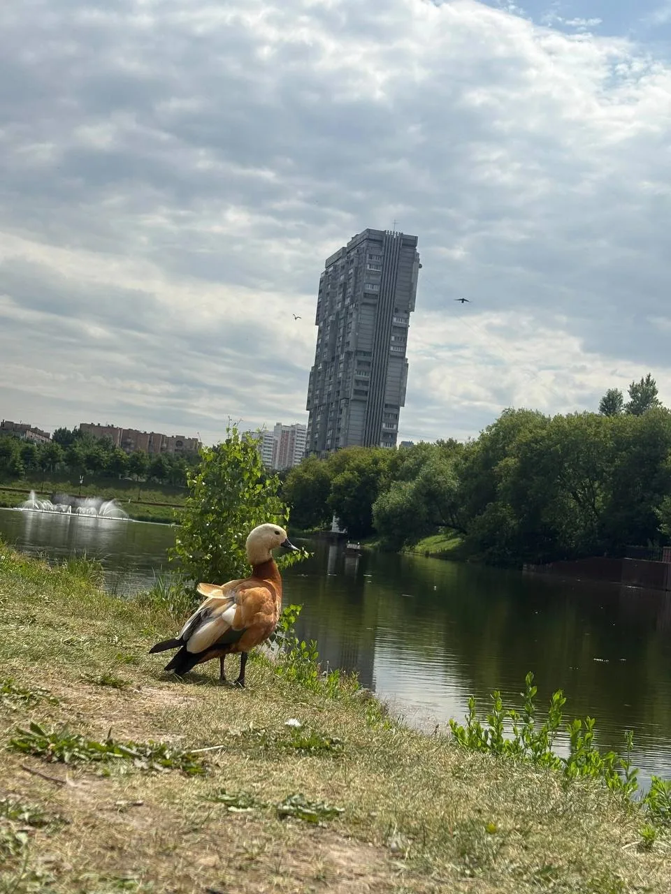 Вот вам важный огарь на пруду. Хороших выходных