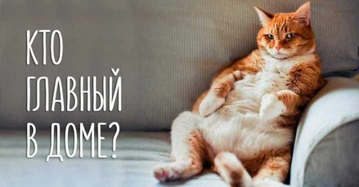 🐈 16% россиян тратят  на своих питомцев больше, чем на себя