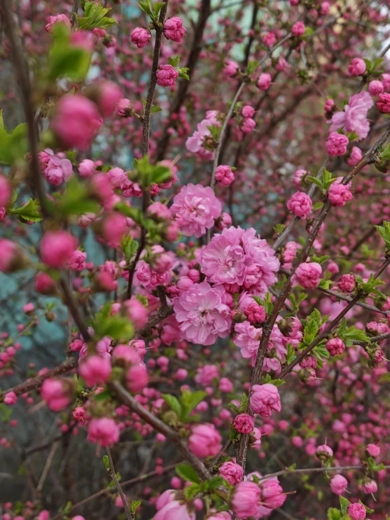 🌸Невероятно красивые снимки наших подписчиков!  И вы присылайте фото с цветущими амурскими городами 