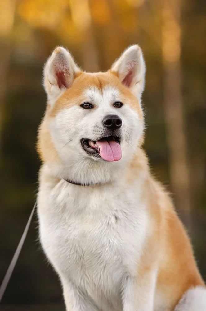Солнечная собака в солнечных лучах🧡