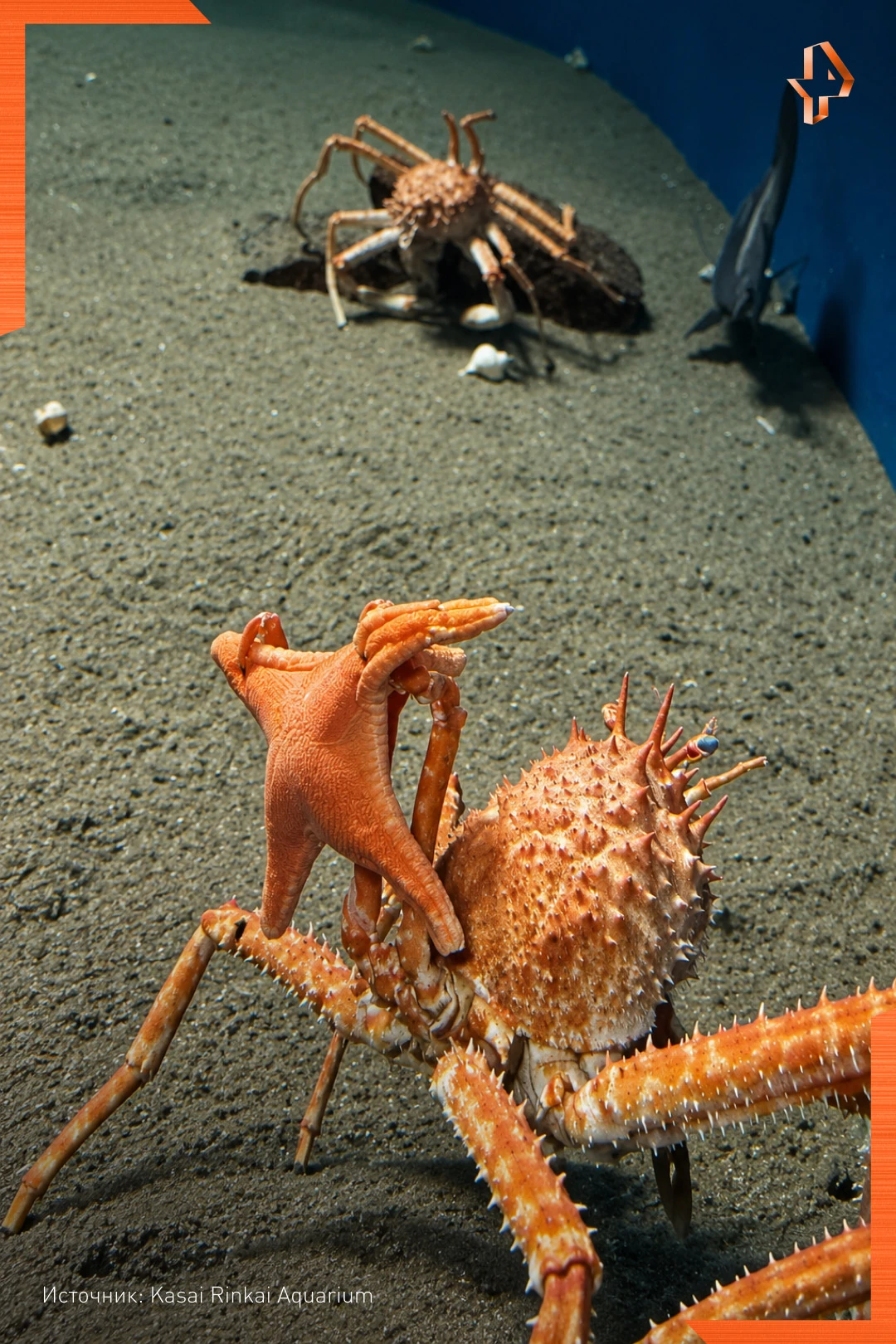 🦀 Этот краб настолько крут, что даже подцепил себе звёздную подружку.
