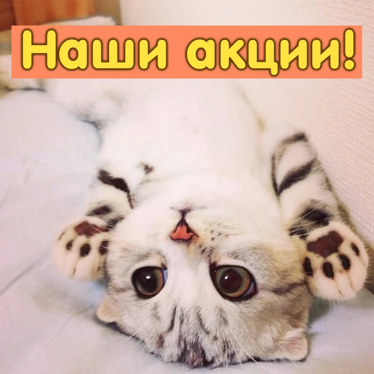 💜 Текущие акции сети зоомаркетов "Панда":

Сухой корм для кошек "Felix" (кроме 200 г) - 15%.
До 26 