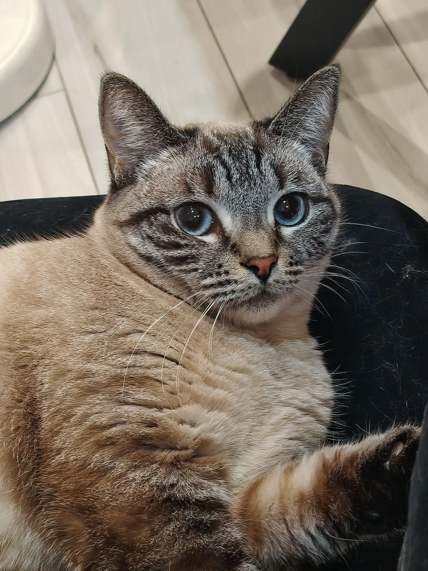 Соня желает вам удачи и хорошего дня 🐾🐾🐾