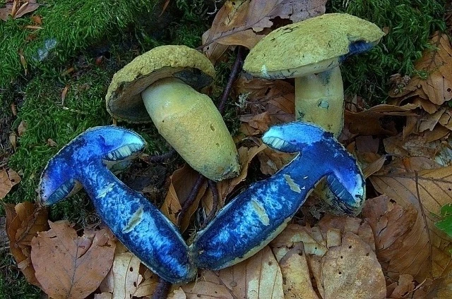 🍴⚕ ДОСЬЕ: гиропорус синеющий, синяк (Gyroporus cyanescens, (Bull.) Quél., 1886)