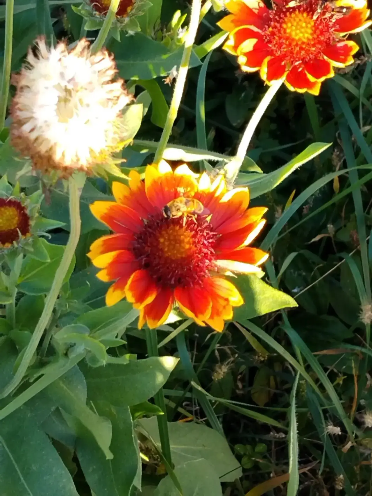 🐝 «Уходящие летние краски»