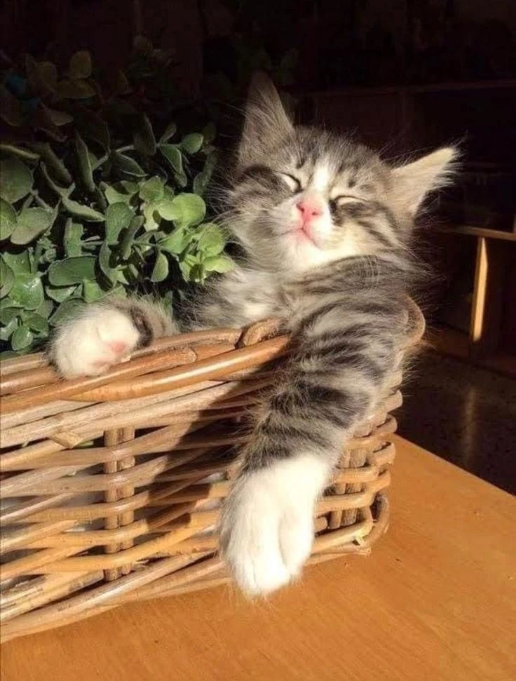 подпишись на котямбусы🐈