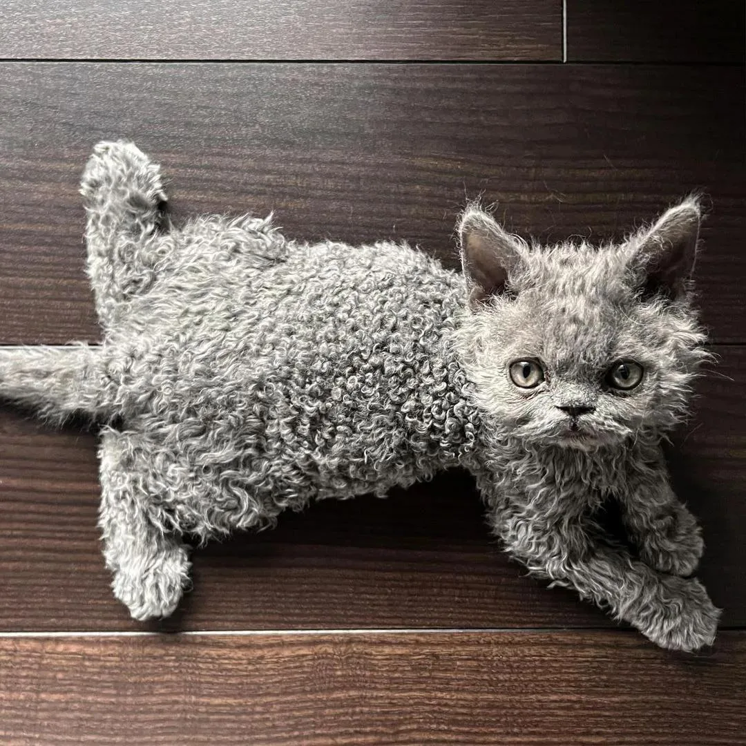 Кошка-кудряшка
