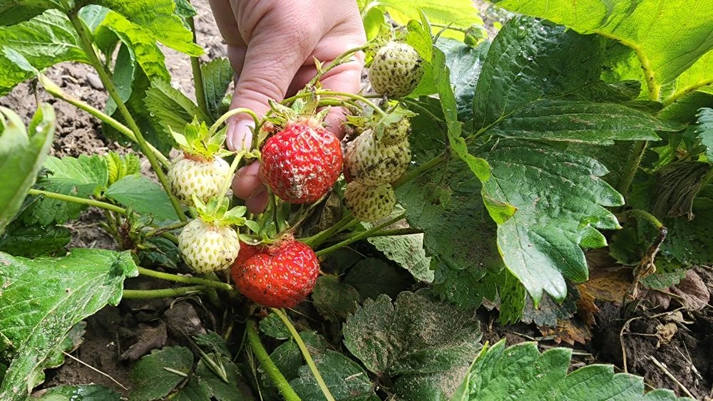 🍓Клубника – одна их самых любимых садовых ягод и настоящий кладезь полезных веществ. В...