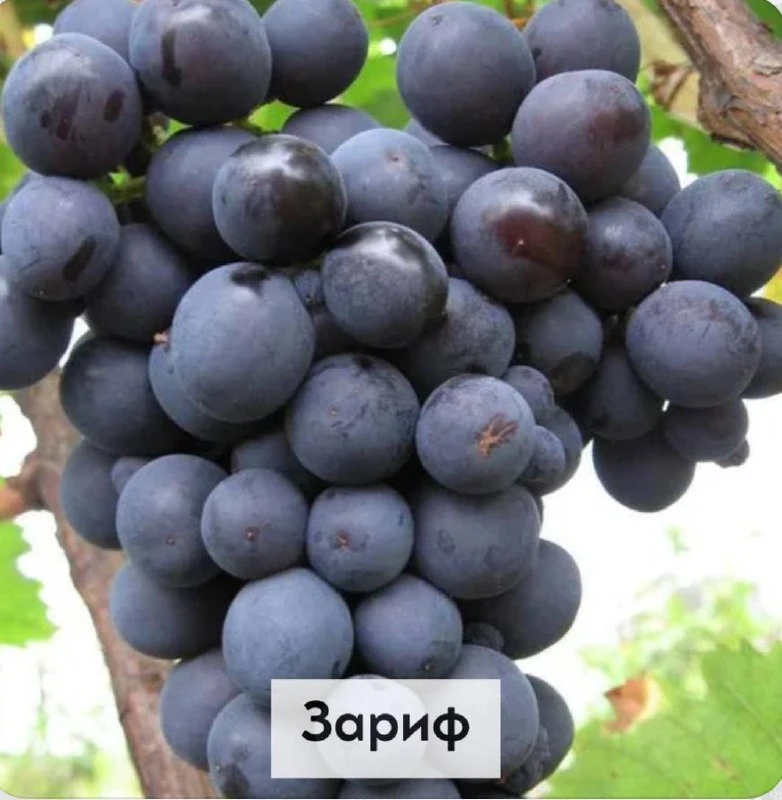 ВИНОГРАД ЧЕРНЫЙ