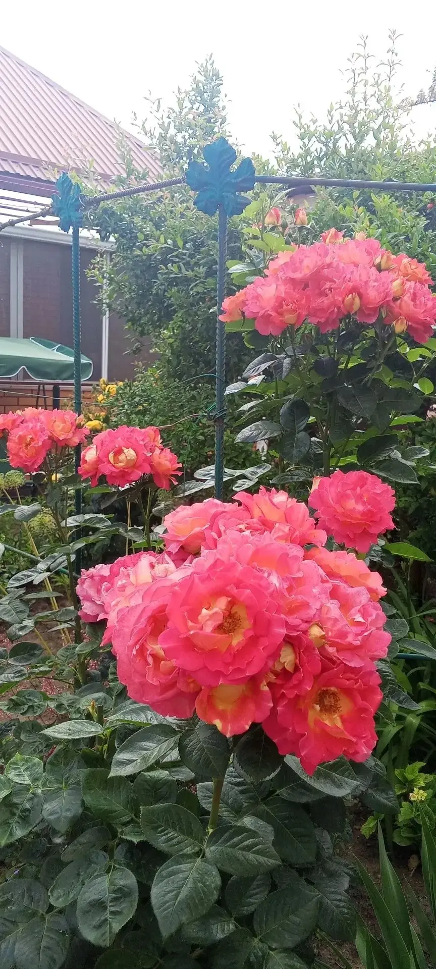 🌸 Доброе утро, Темрюкский район! Всем хорошего дня и настроения!

📸 Фото: Нелли Ферару, Темрюк.

�