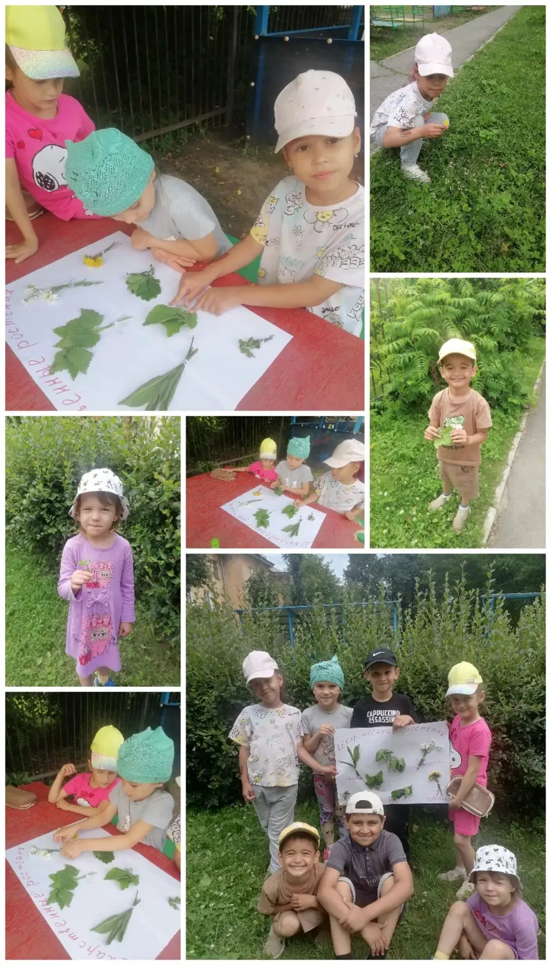 Природа летом: кладезь лекарственных растений 🌿
