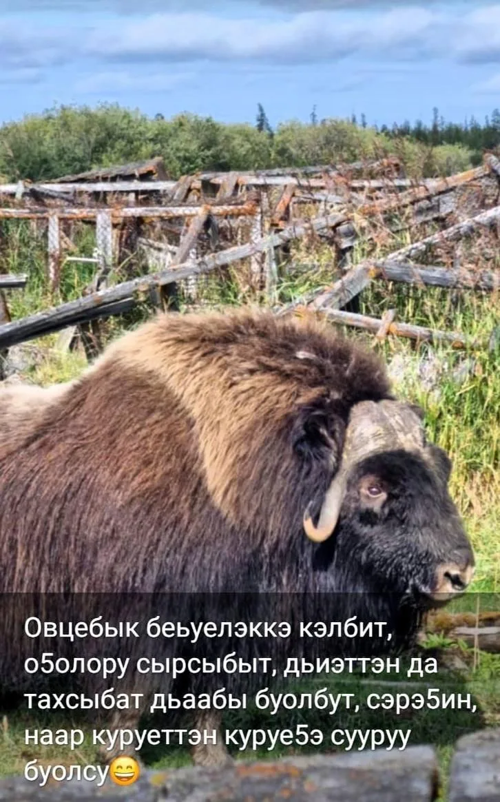🐻 Необычный «турист» заглянул в Среднеколымск