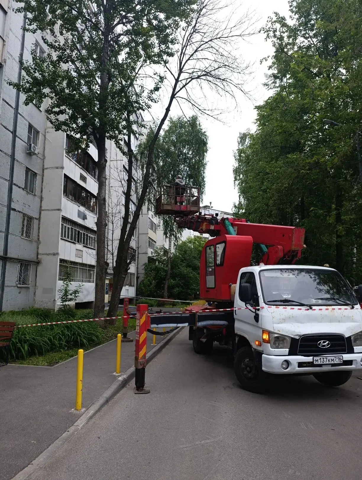 УК выполняются работы по спилу сухостоя по адресу: