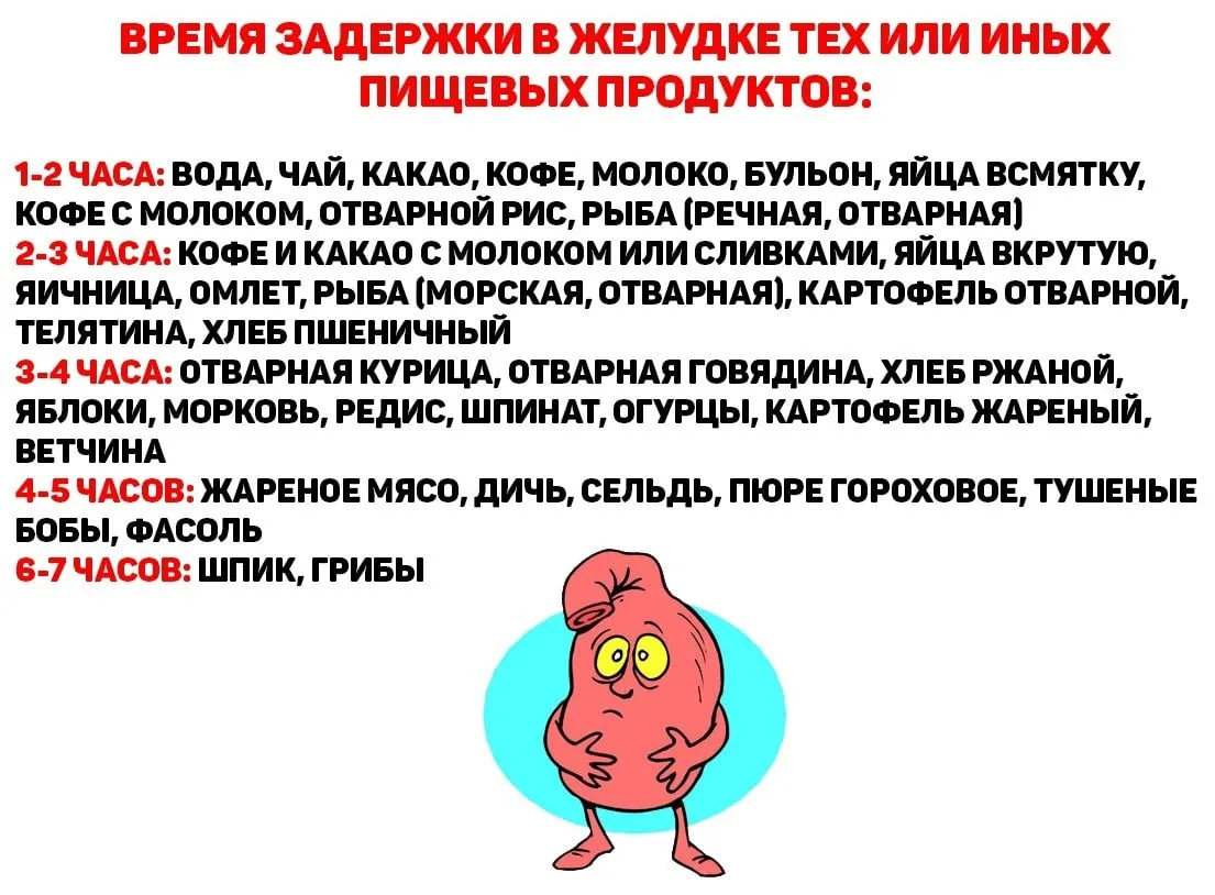 Время задержки различных пищевых продуктов в желудке