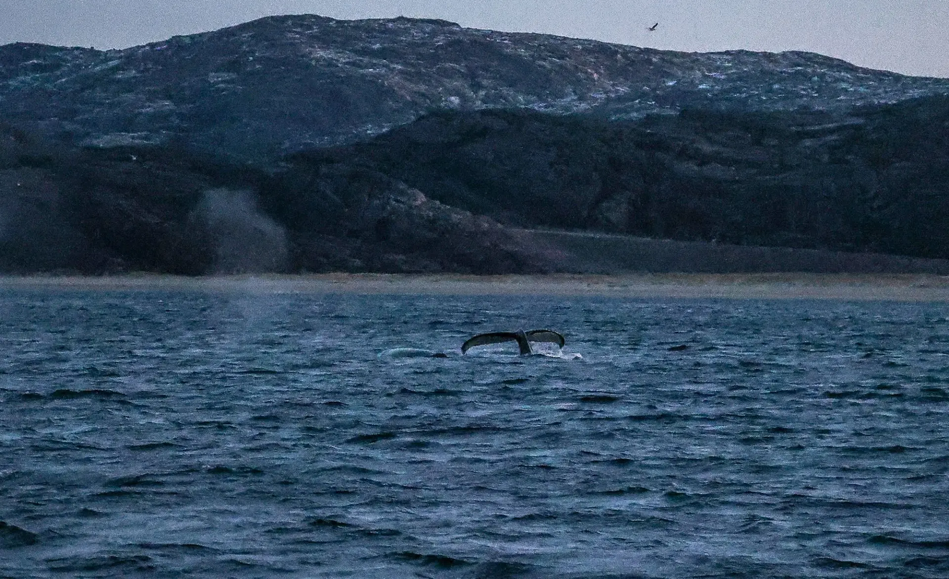 🐋 Мы уже рассказывали вам несколько фактов о горбатых китах. Сегодня – новая подборка ...