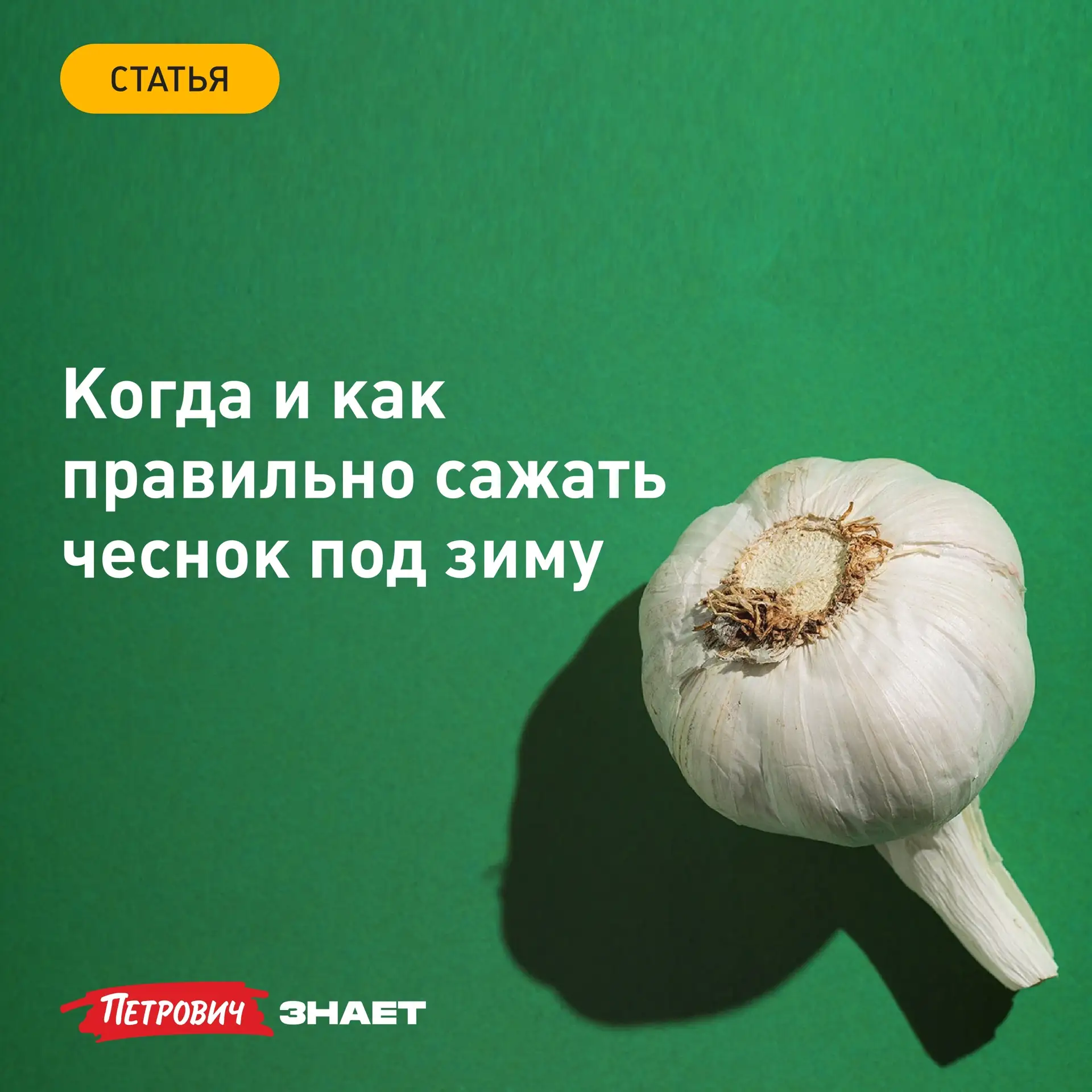 Озимый чеснок сажают осенью, чтобы до холодов он успел нарастить крепкие корни. В состо...