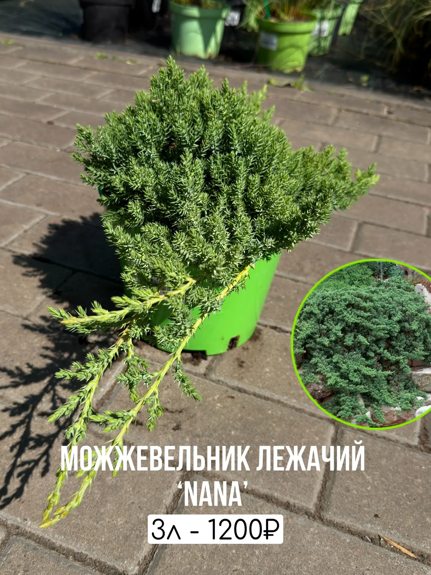 Большой завоз можжевельников в садовый центр РОСТОВСАД