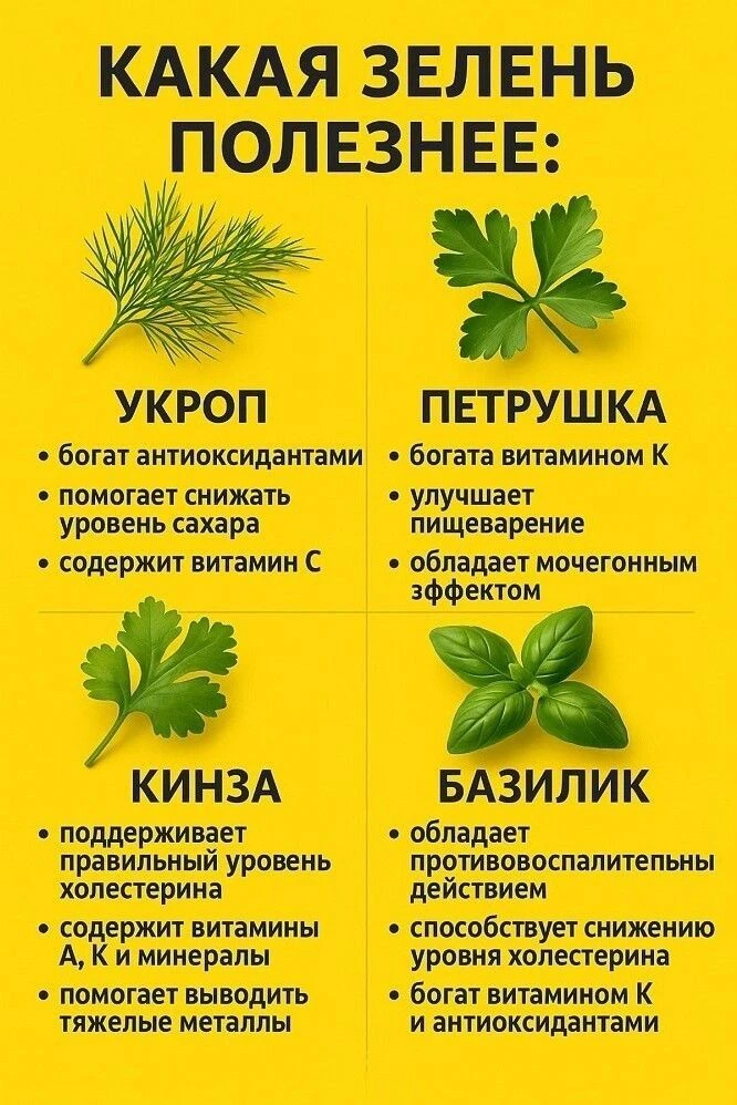 Зелень — это не просто украшение блюда, а настоящий кладезь витаминов и микроэлементов.