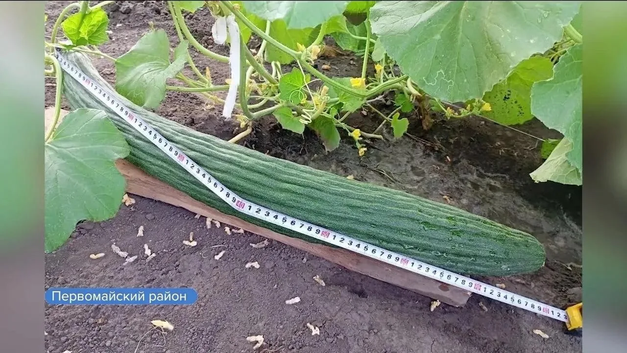 Жительница Новоалтайска вырастила огурец длиной больше метра 🥒