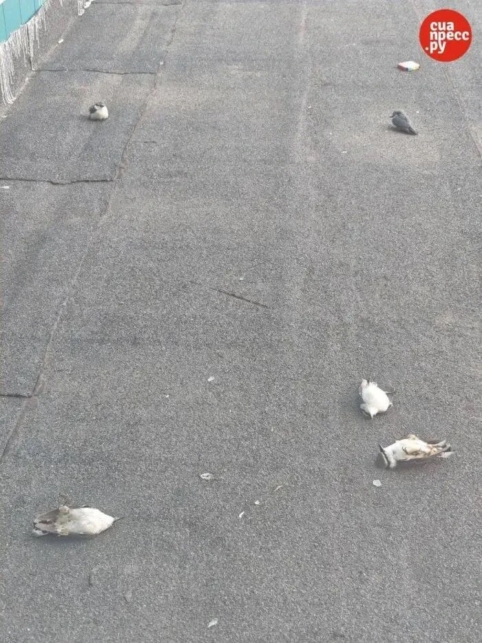 🐦 Орнитолог рассказал, что поползни гибнут в ХМАО из-за столкновений со стеклом