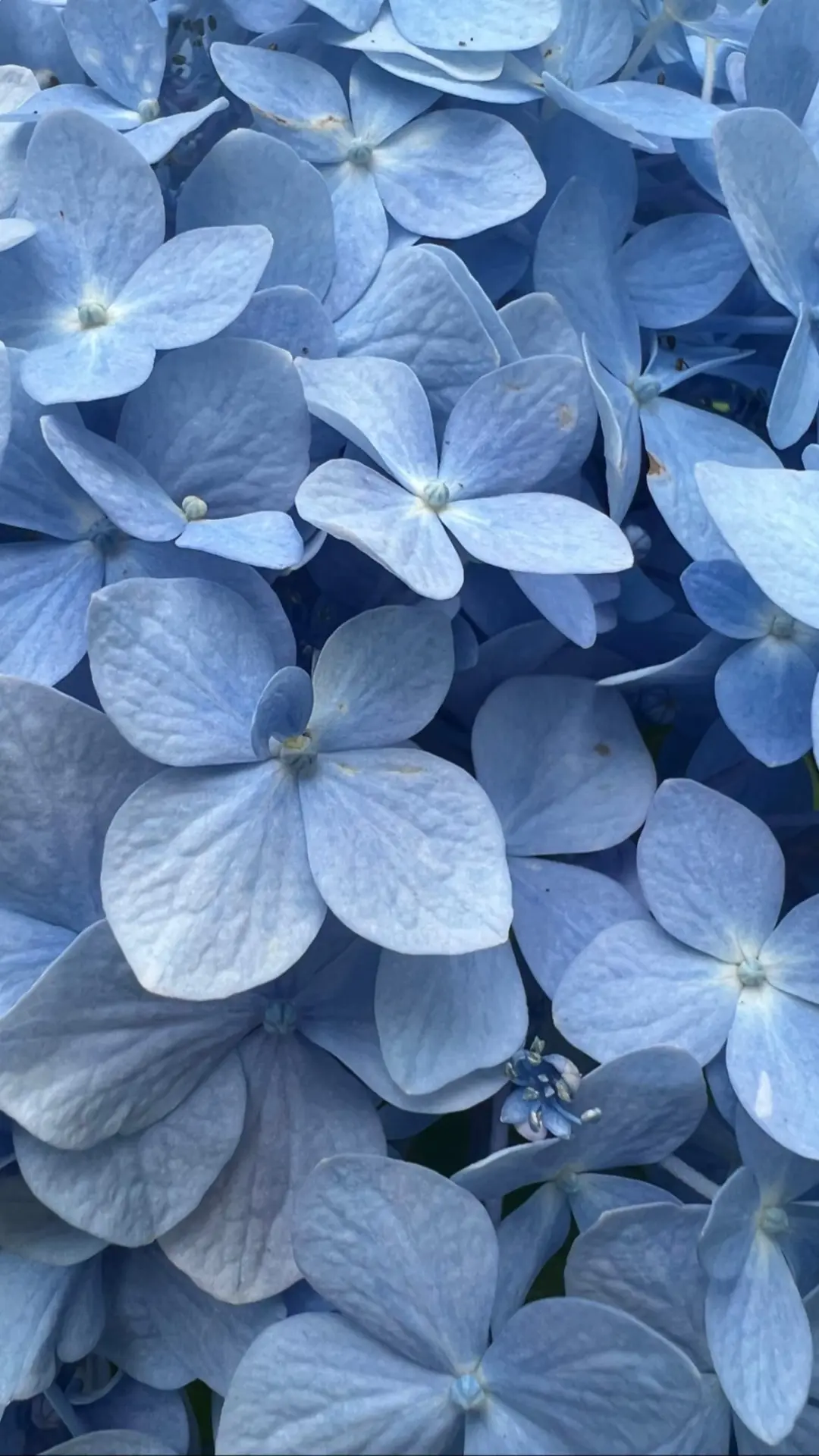 Собрала для вас красивенную подборку фонов с гортензиями  🌸🌺🌸