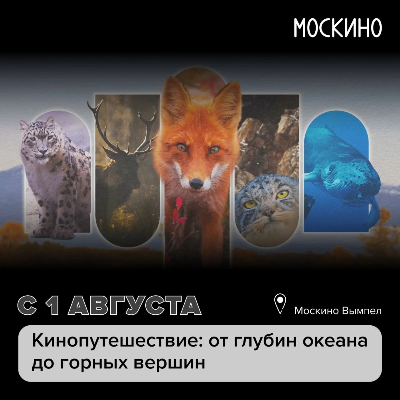 От глубин океана до заснеженных гор – без чемоданов и долгих перелетов 🌍

С 1 августа по 2 сентября