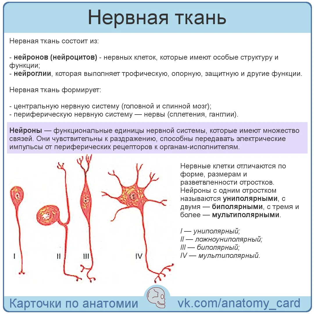 Нервная ткань