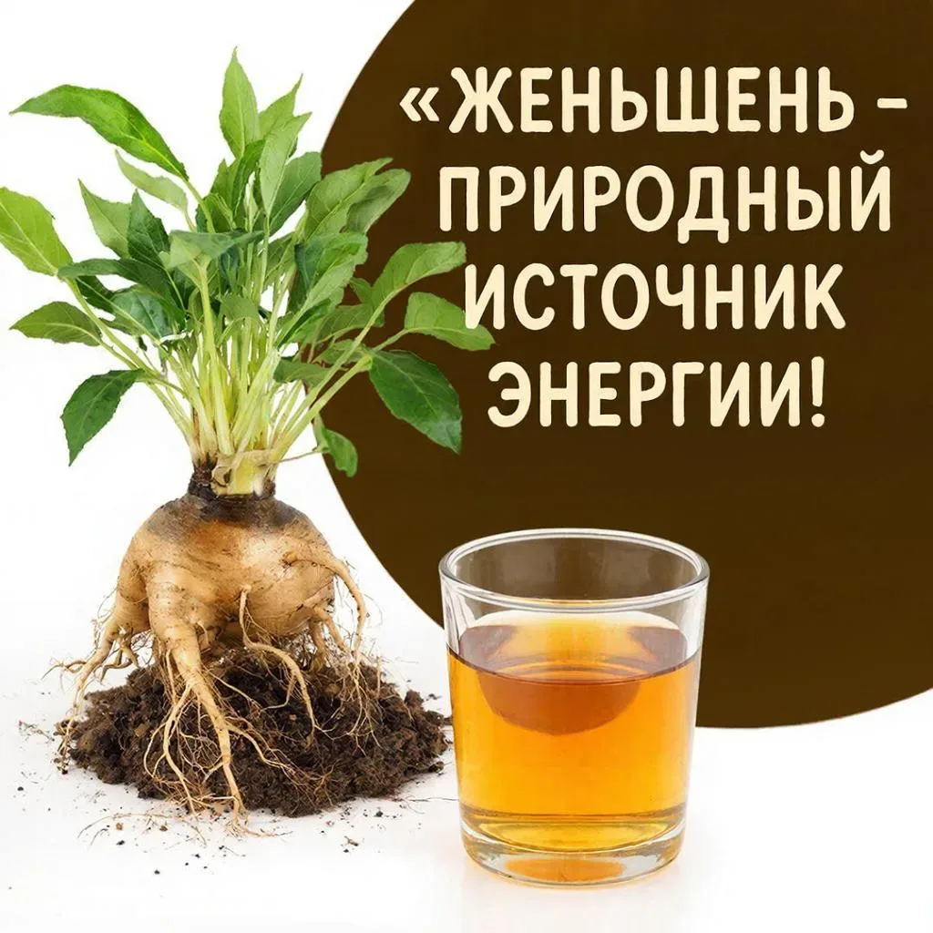 Что такое женьшень?