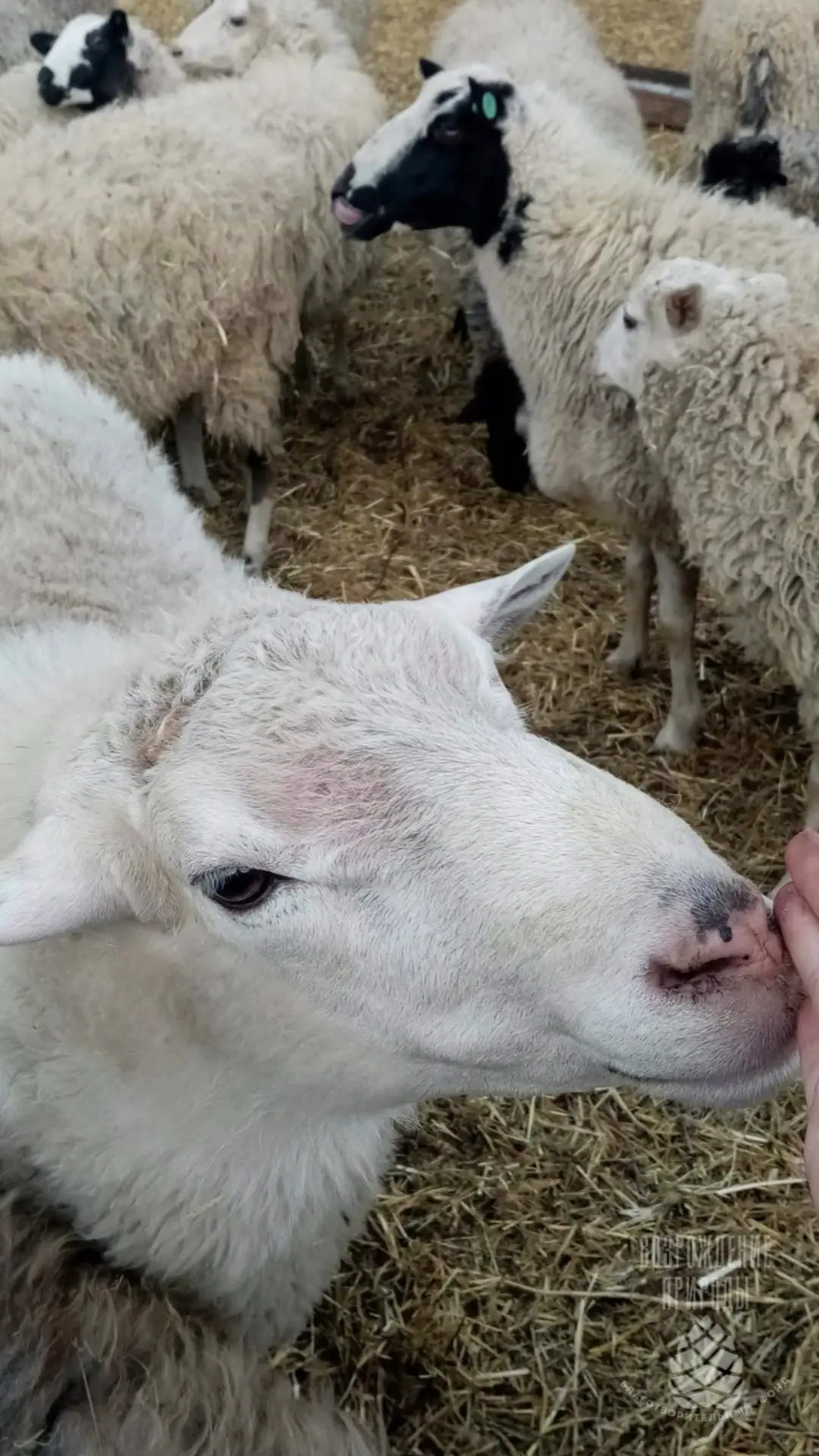 🗓️ Сегодня, 2 октября — Всемирный день сельскохозяйственных животных 🐄🐖🐑