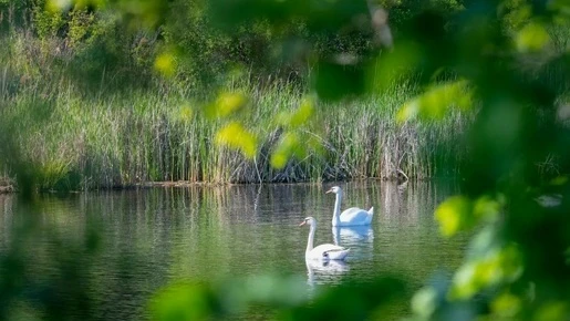 🦢 Лебеди и утки вернулись на реку Сызранку в Самарской области!